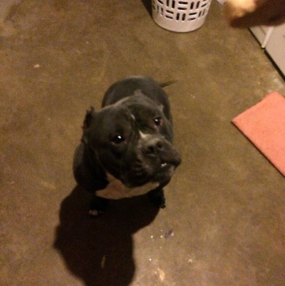 Meet your Posher, Laveka